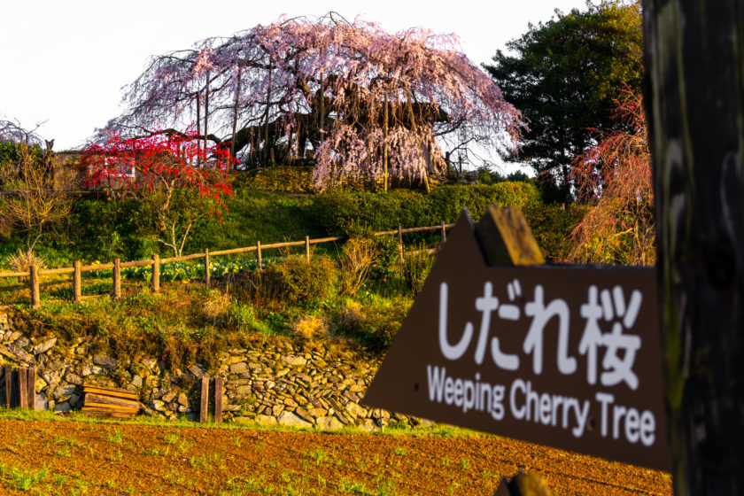 Weeping Cherry Tree of Ishidatami Higashi