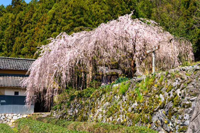 Weeping Cherry tree of Nomura