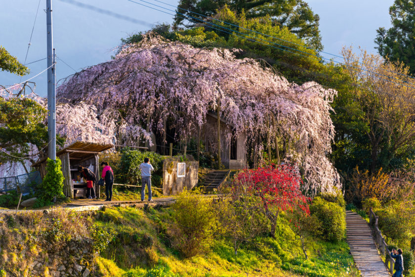 Weeping Cherry Tree of Ishidatami-higashi