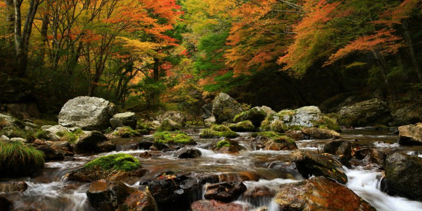 Deep Nature of Odamiyama Mountain