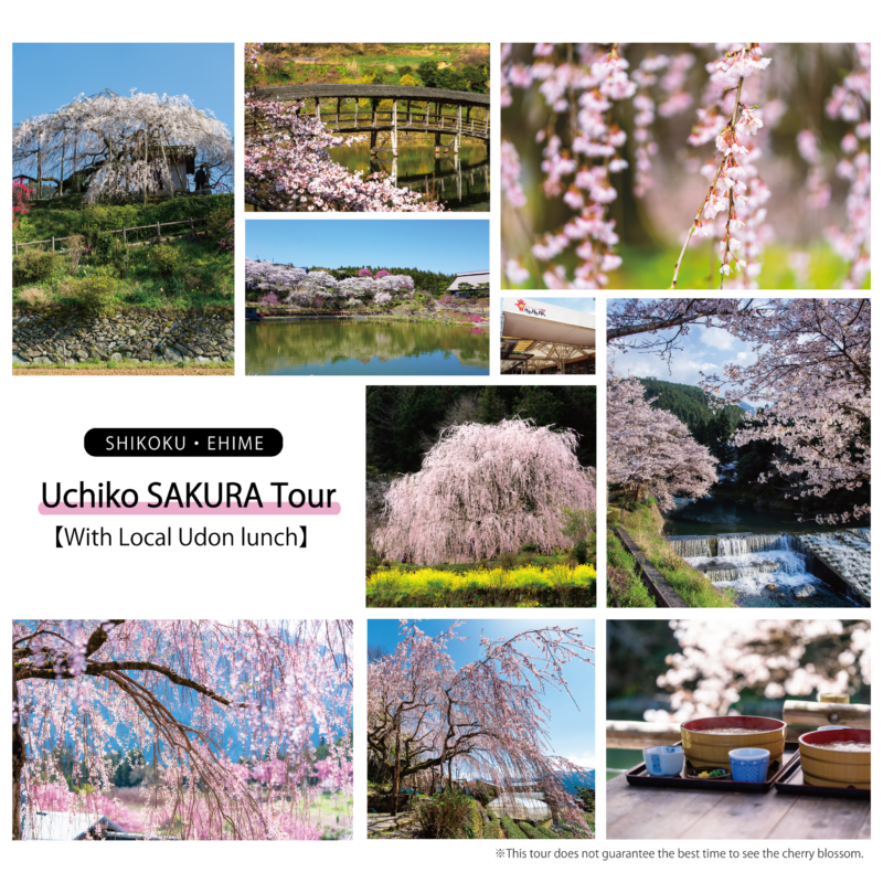 【March 30th】SAKURA Tour in Uchiko Town