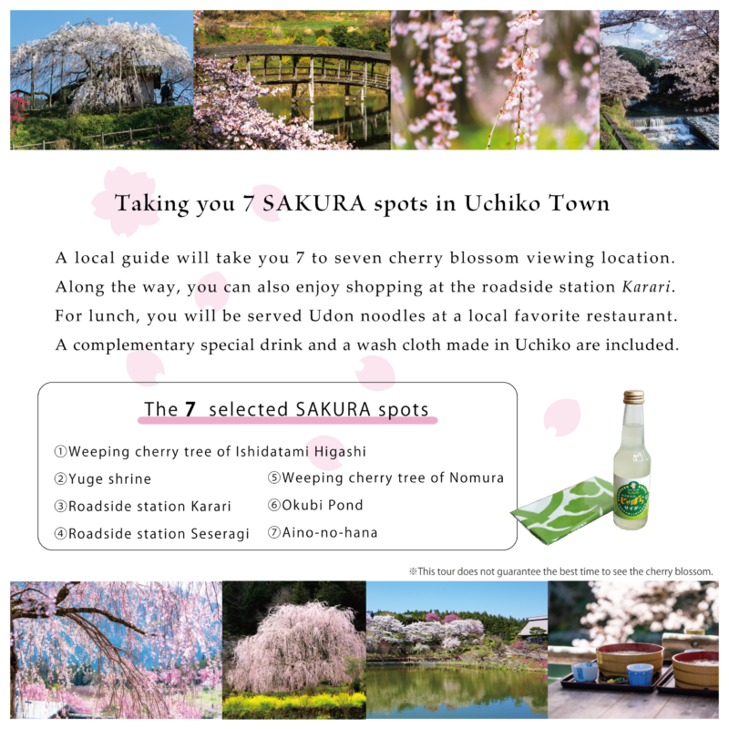 【March 30th】SAKURA Tour in Uchiko Town2