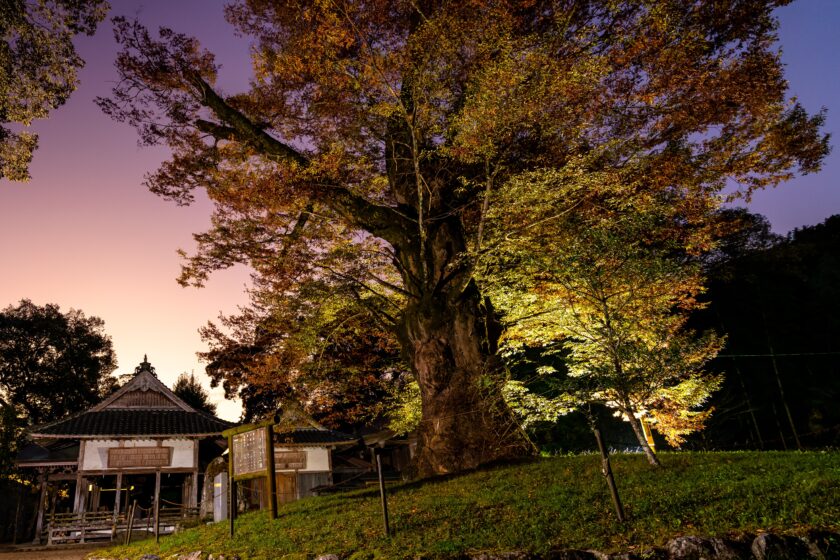 Discover Hirose Shrine's Ancient Sacred Trees