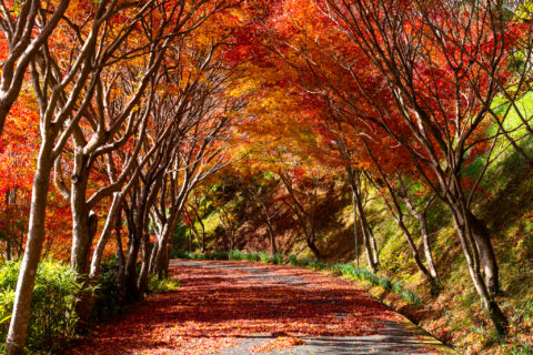 Seasonal Update: Autumn Colors in Uchiko 2026
