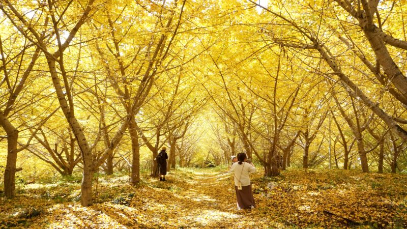 Seasonal Update: Autumn Colors in Uchiko 20262