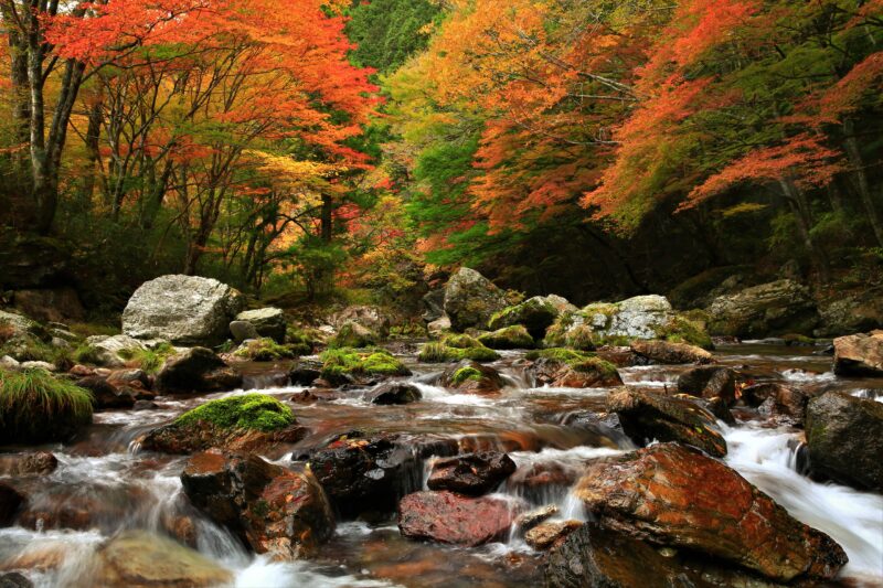 Seasonal Update: Autumn Colors in Uchiko 20263
